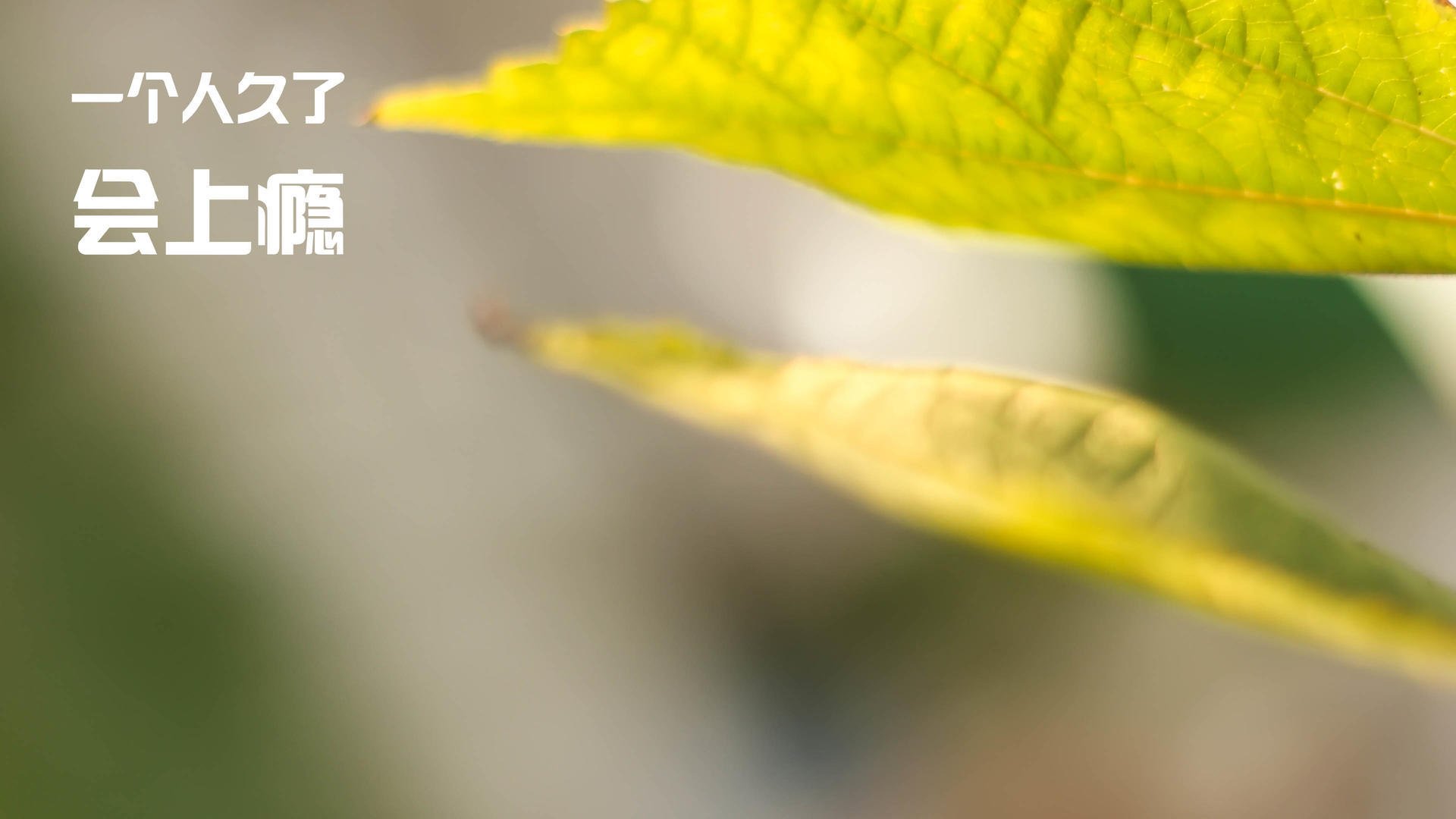 开云体育网址-明星运动员参与环保主题路跑传递绿色理念